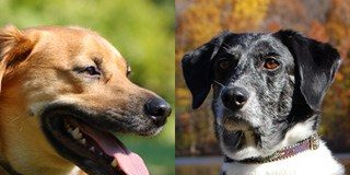 Finding Your Inner Investment Alpha Dog for 3% Extra Performance Finding Your Inner Investment Alpha Dog for 3% Extra Performance