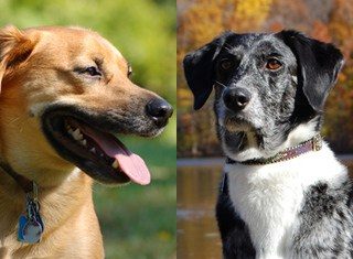 Finding Your Inner Investment Alpha Dog for 3% Extra Performance Finding Your Inner Investment Alpha Dog for 3% Extra Performance